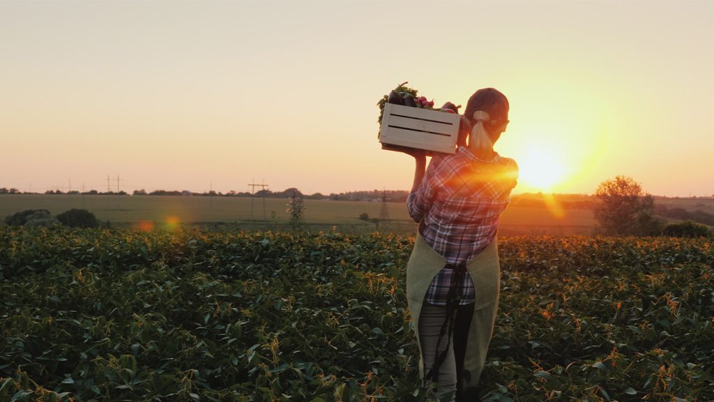 Farmer holding a crate of vegetables looking at a field