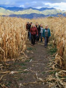 People walkin through a corn field